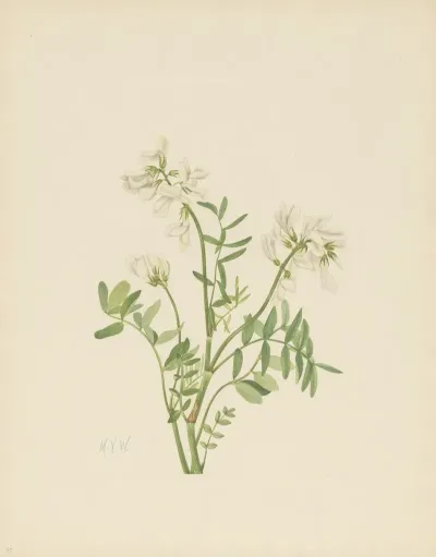 Sweetvetch Hedysarum Mackenzii 3