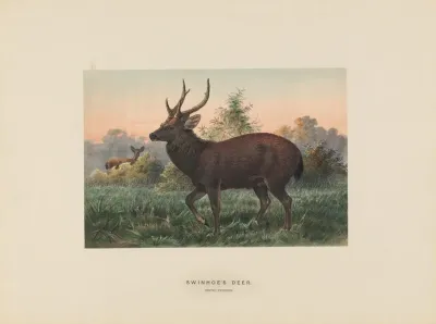 Swinhoes Deer 2