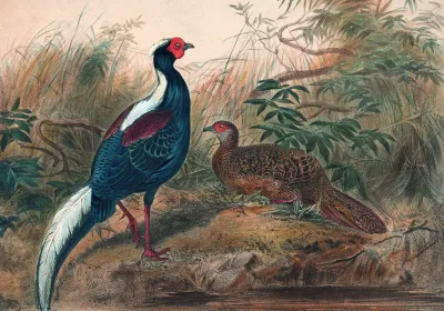 Swinhoes Pheasant