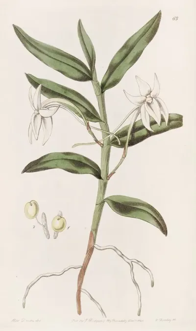 Sword Leaved Angrec