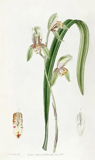 Sword Leaved Cymbidium