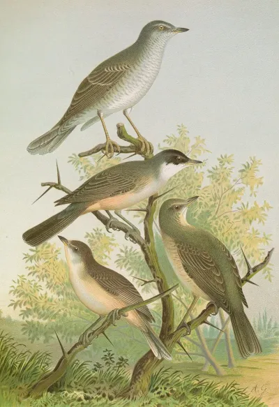 Sylvia Nisoria Sylvia Orphea Temm