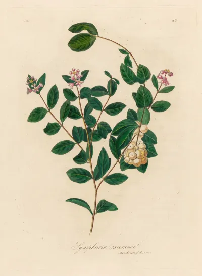 Symphoria Racemosa