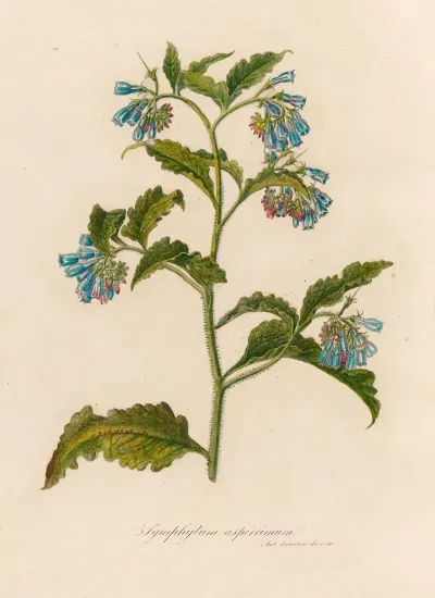 Symphytum Asperrimum