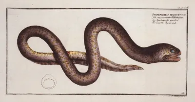 Synbranchus Marmoratus The Marble Synbrant