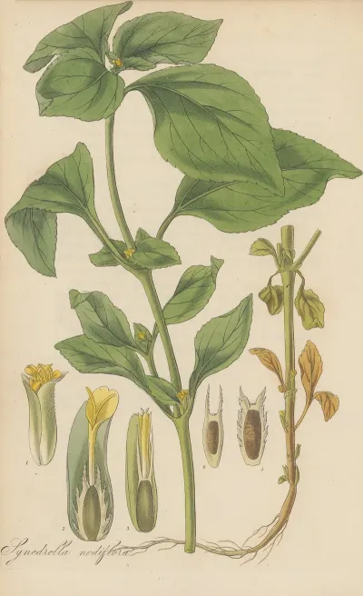 Synedrella Nodiflora