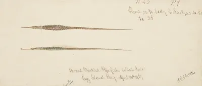 Syngnathidae Broad Bodied Pipefish