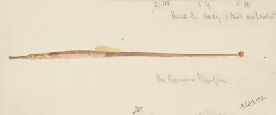 Syngnathidae Common Pipefish
