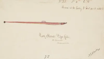 Syngnathidae Pipefish