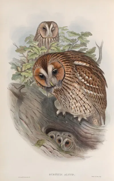 Syrnium Aluco Tawny Or Brown Owl