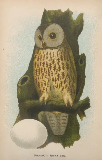 Syrnium Aluco