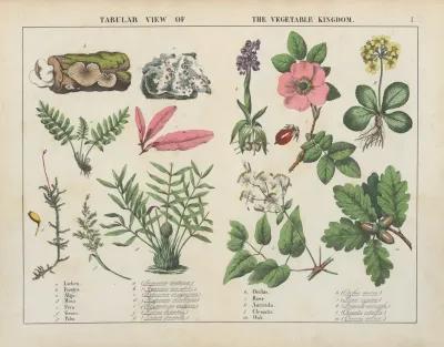 Tabular View Of The Vegetable Kingdom
