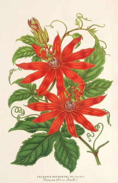 Tacsonia Buchanani