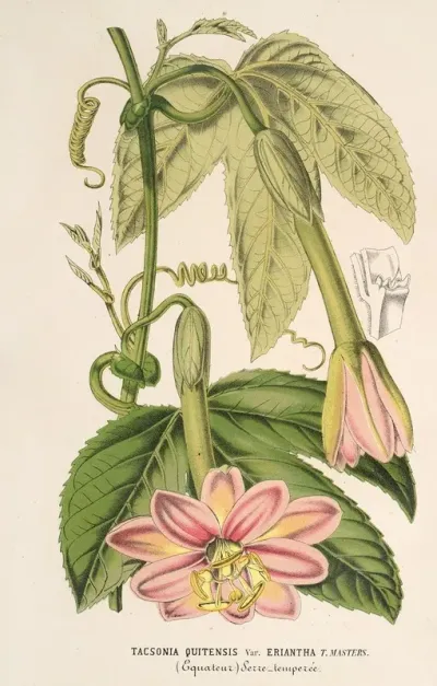 Tacsonia Quitensis Var Eriantha