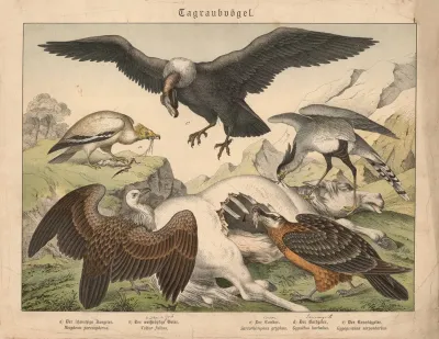 Tagraubvogel A Der Schmutzige Aasgeier B Der Weisskopfige Geier C Der Condor D Der Bartgeier E Der Kranichgeier