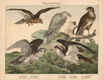 Tagraubvogel A Die Kornweihe B Der Mausebussard C Der Fischadler D Der Jagdfalk E Der Huhnerhabicht
