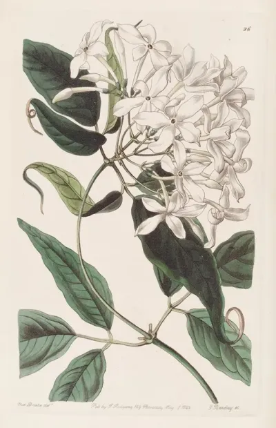 Tail Leaved Jasmine