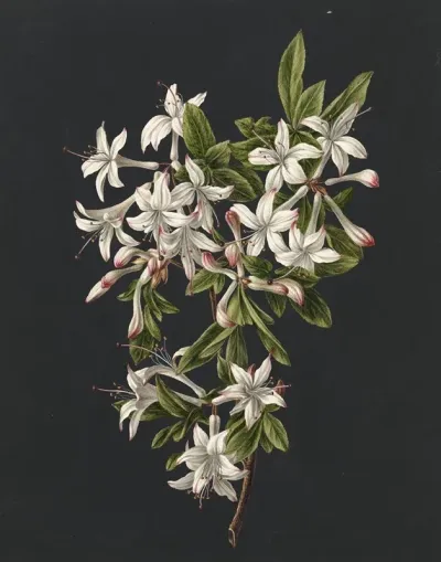 Tak Van Een Bloeiende Azalea