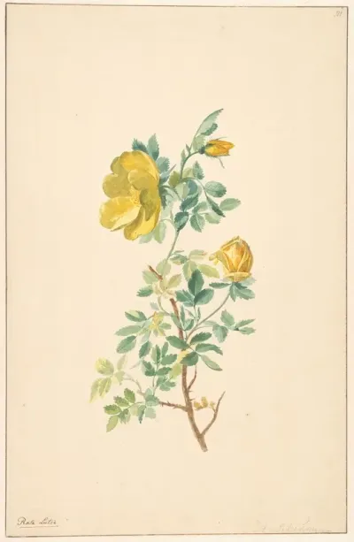 Tak Van Een Gele Roos Rosa Lutea