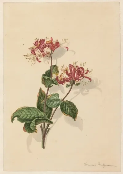 Tak Wilde Kamperfoelie Lonicera Periclymenum