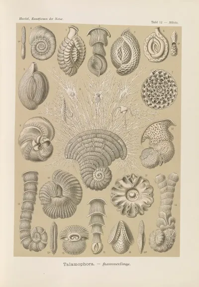 Talamophora Kammerlinge