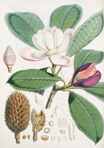 Talauma Hodgsoni H F Et T 2