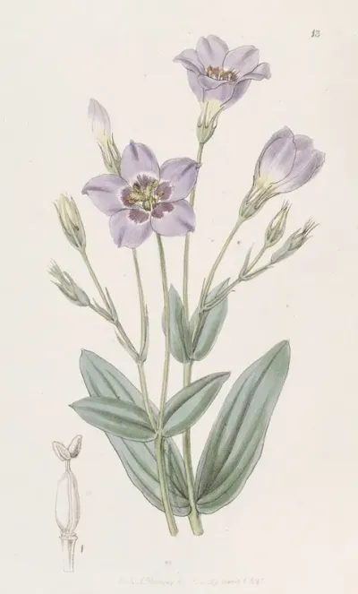 Tall Eustoma