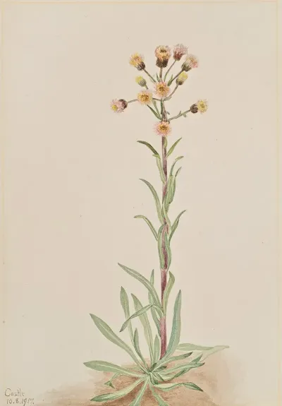 Tall Fleabane Erigeron Acris