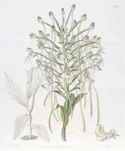Tall Habenaria