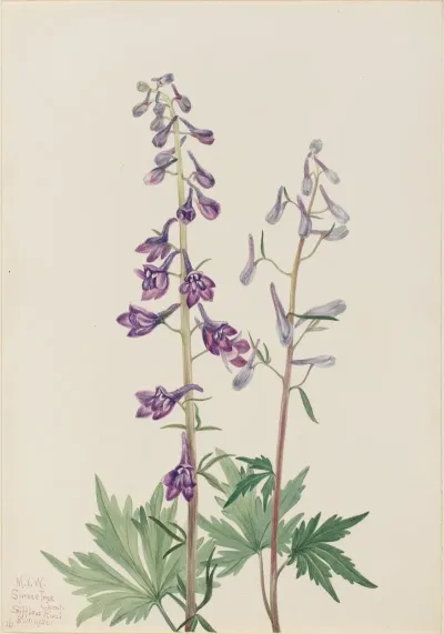 Tall Larkspur Delphinium Elongatum 2