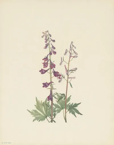 Tall Larkspur Delphinium Elongatum 3