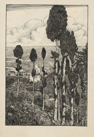 Tall Trees Are Seen On A Slope
