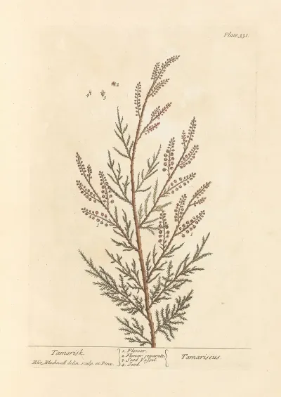 Tamarisk
