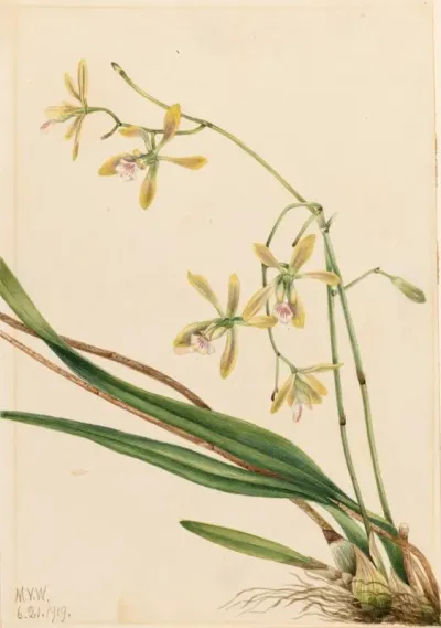 Tampa Epidendrum Epidendrum Tampense 2