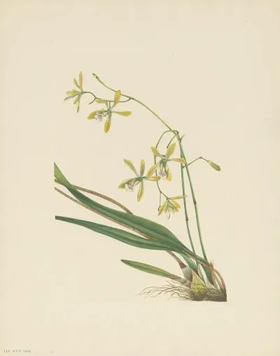 Tampa Epidendrum Epidendrum Tampense 3