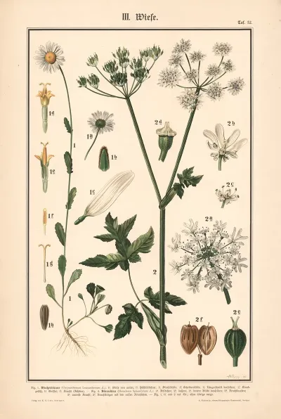 Tansy Cow Parsnip