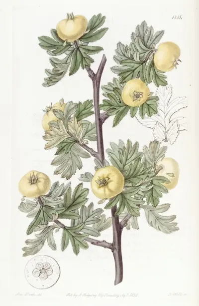 Tansy Leaved Hawthorn