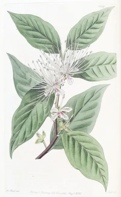 Taper Pointed Caper