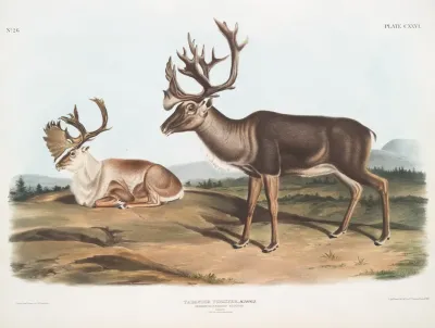 Tarandus Furcifer Caribou Or American Rein Deer Males 1 Summer Pelage 2 Winter Pelage