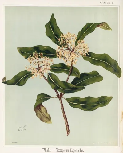 Tarata Pittosporu Eugenioides Plate 9