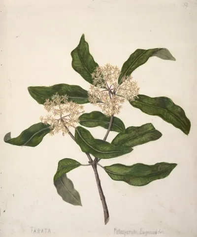 Tarata Pittosporum Eugenioides