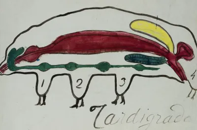 Tardigrade