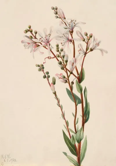 Tarflower Befaria Racemosa 2