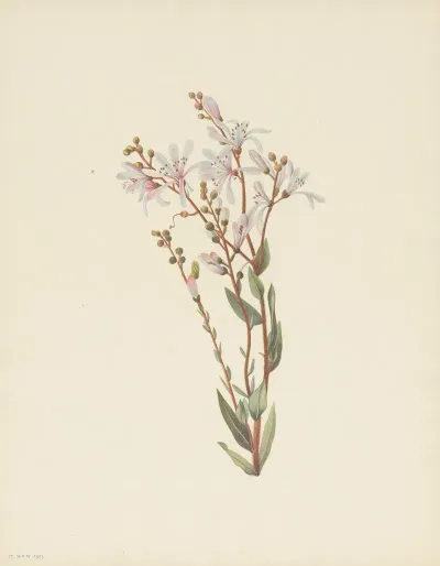 Tarflower Befaria Racemosa 3