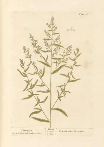 Tarragon