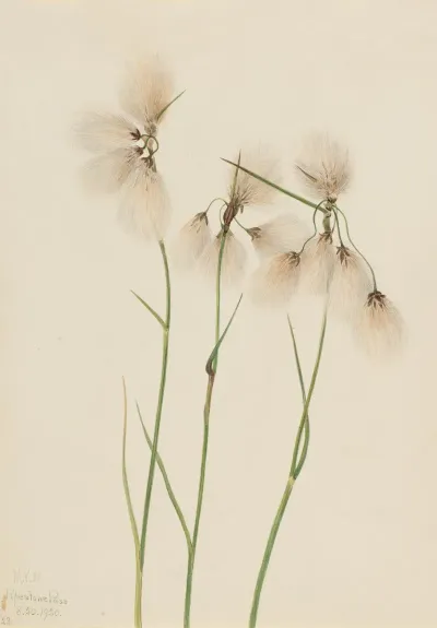 Tassel Cottongrass Eriophorum Angustifolium 2