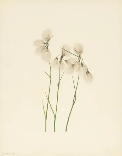 Tassel Cottongrass Eriophorum Angustifolium 3