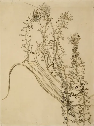 Tassel Hyancinth