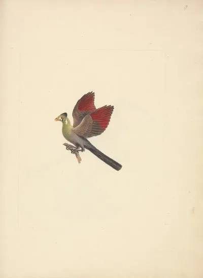 Tauraco Leucotis White Cheeked Turaco