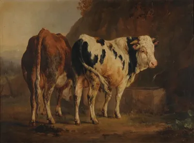 Taureau A Robe Blanche Et Noire Et Vache A Robe Brune